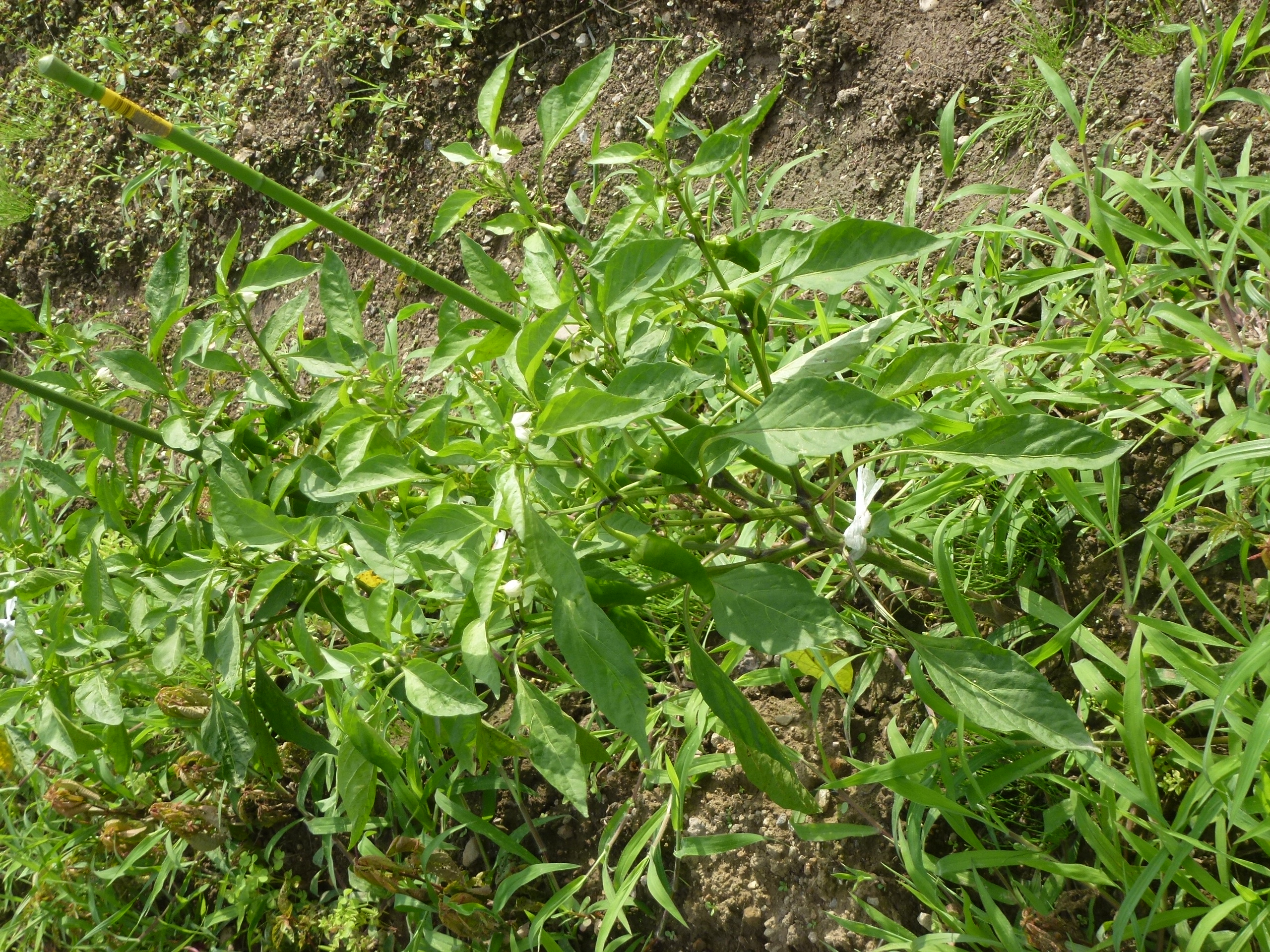 P1110745.JPG