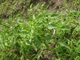 img0009.jpg
