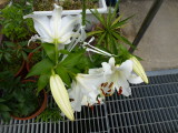 img0003.jpg