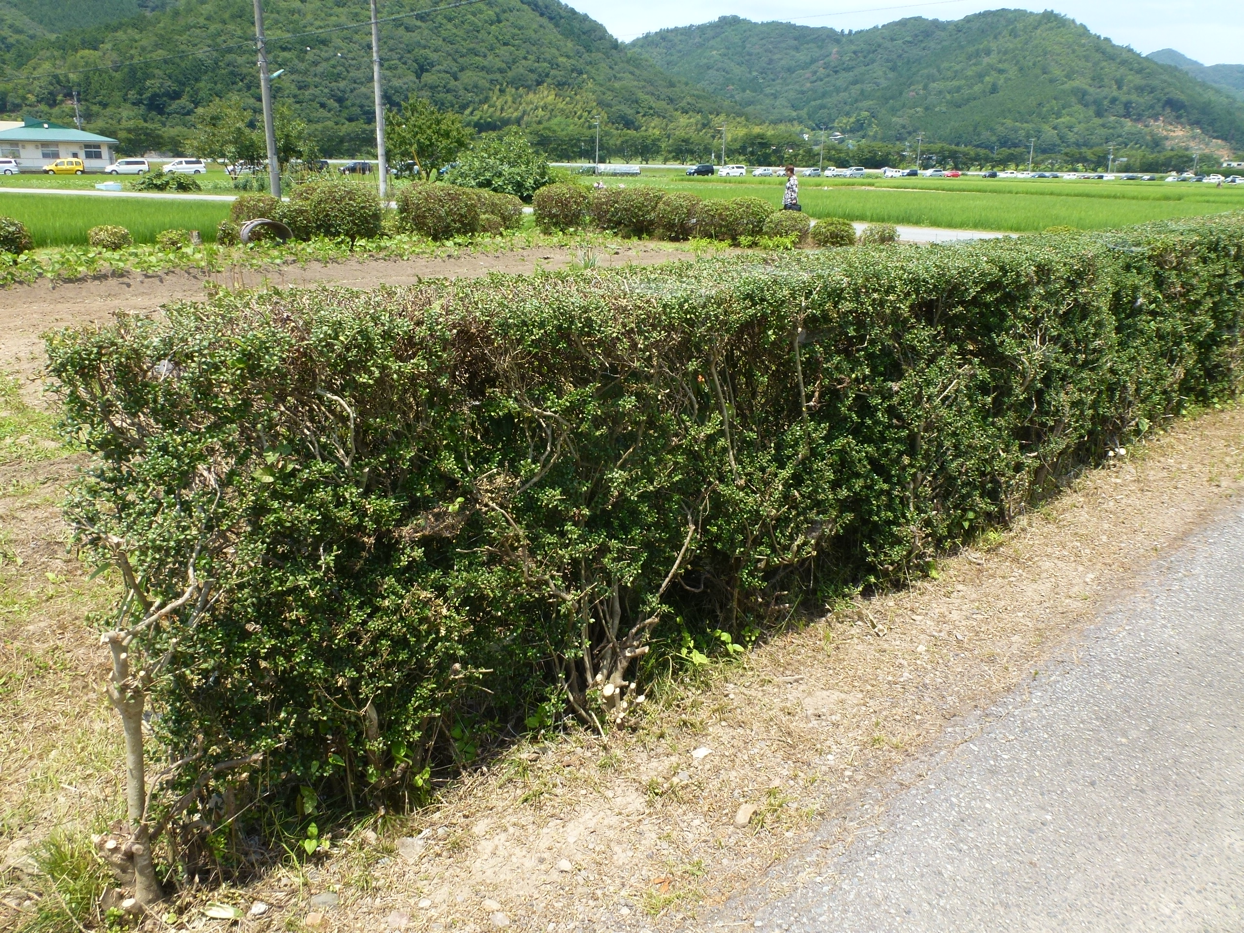 P1110799.JPG
