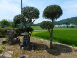 img0007.jpg