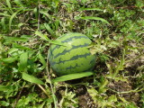 img0041.jpg