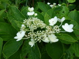 img0030.jpg