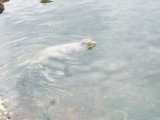 img0048.jpg