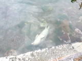 img0050.jpg