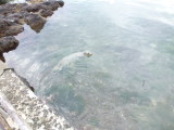 img0051.jpg