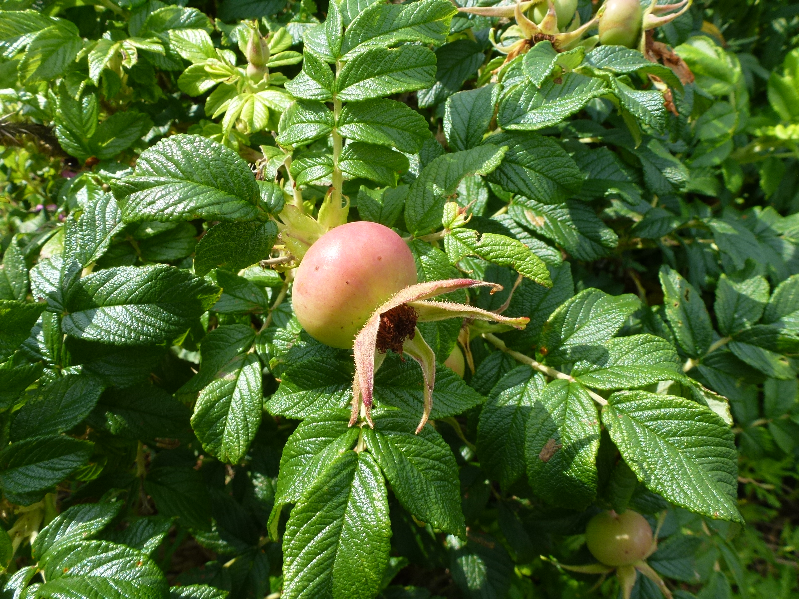 P1110915.JPG