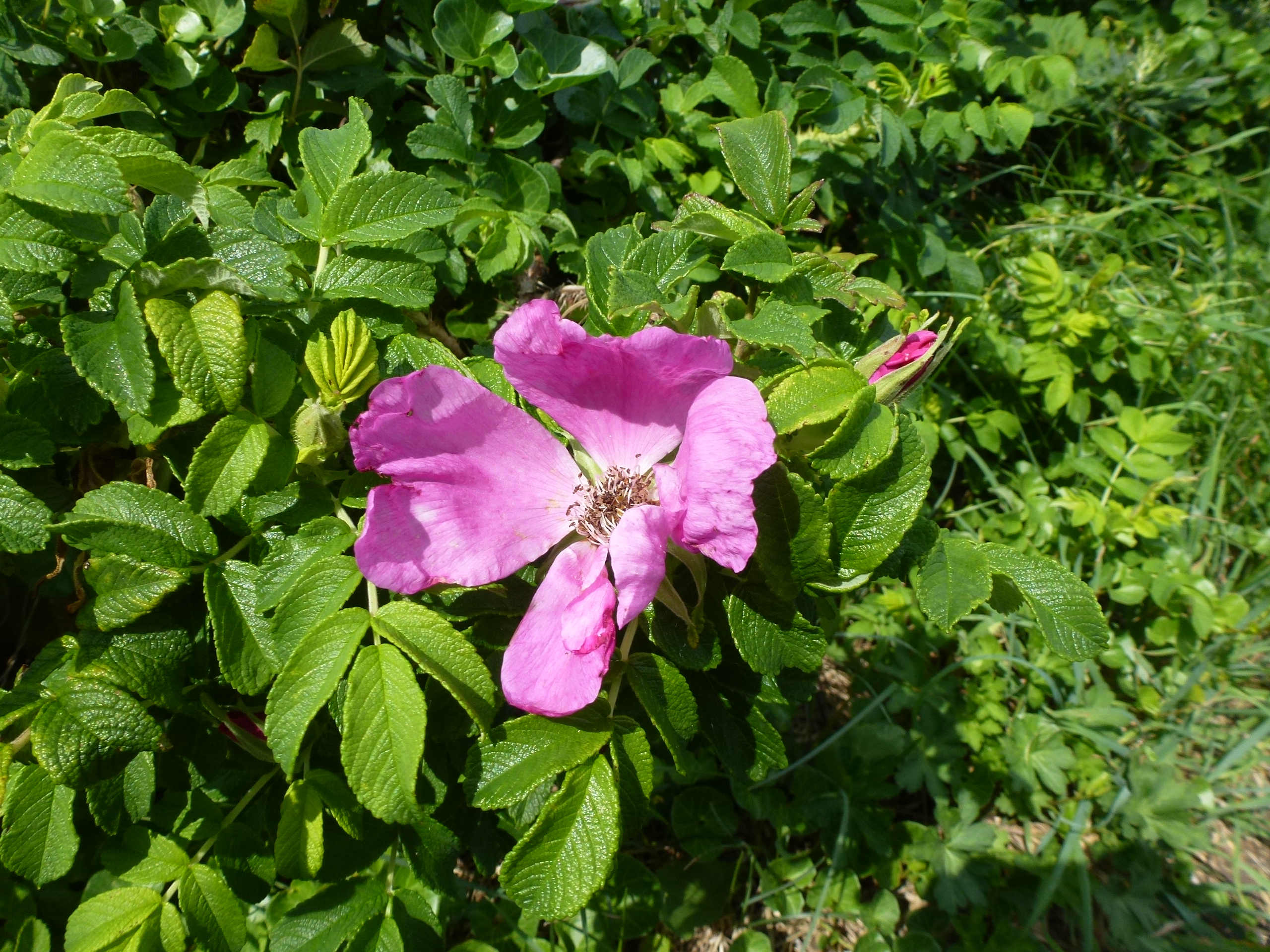 P1110917.JPG