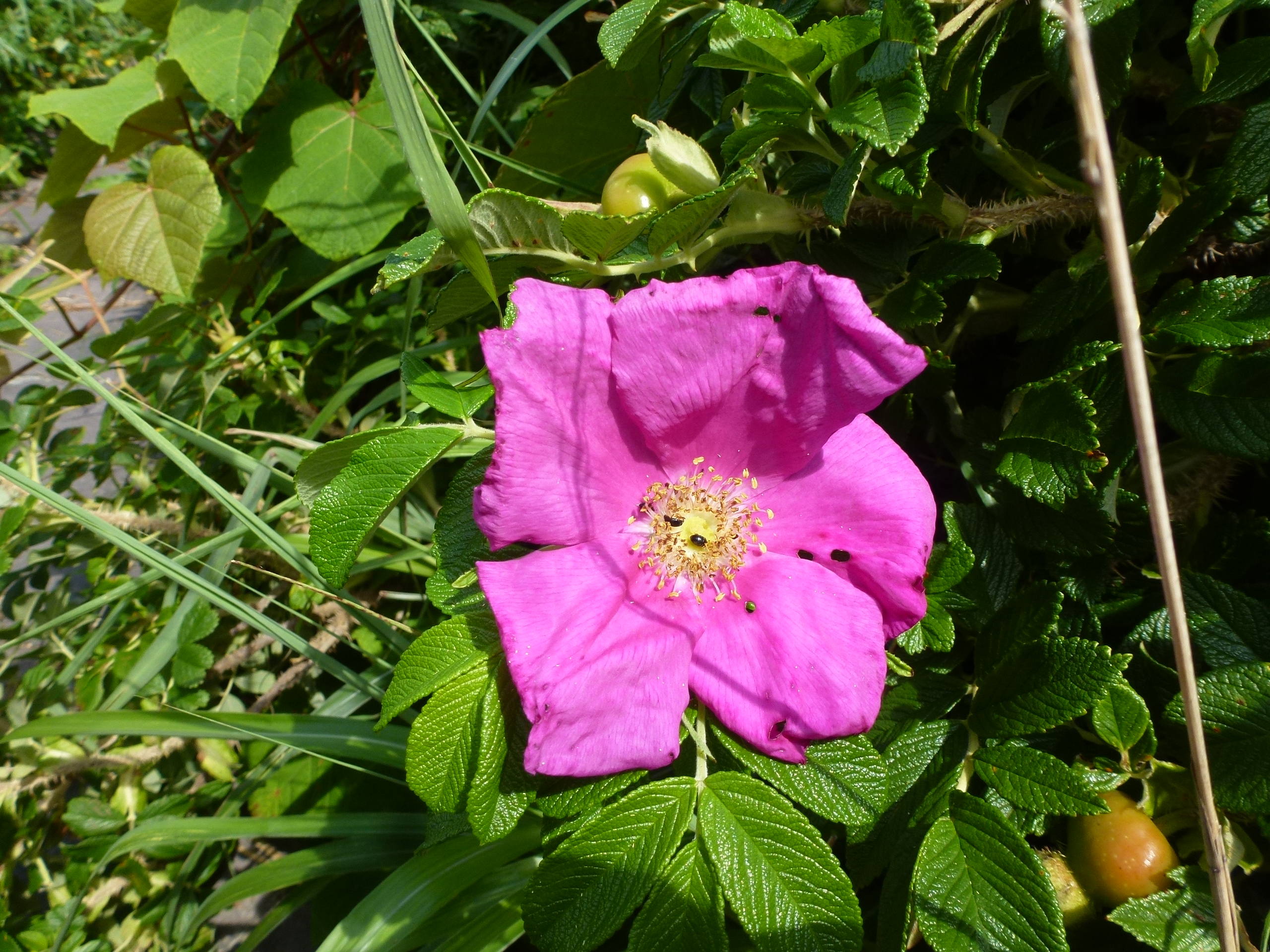 P1110929.JPG