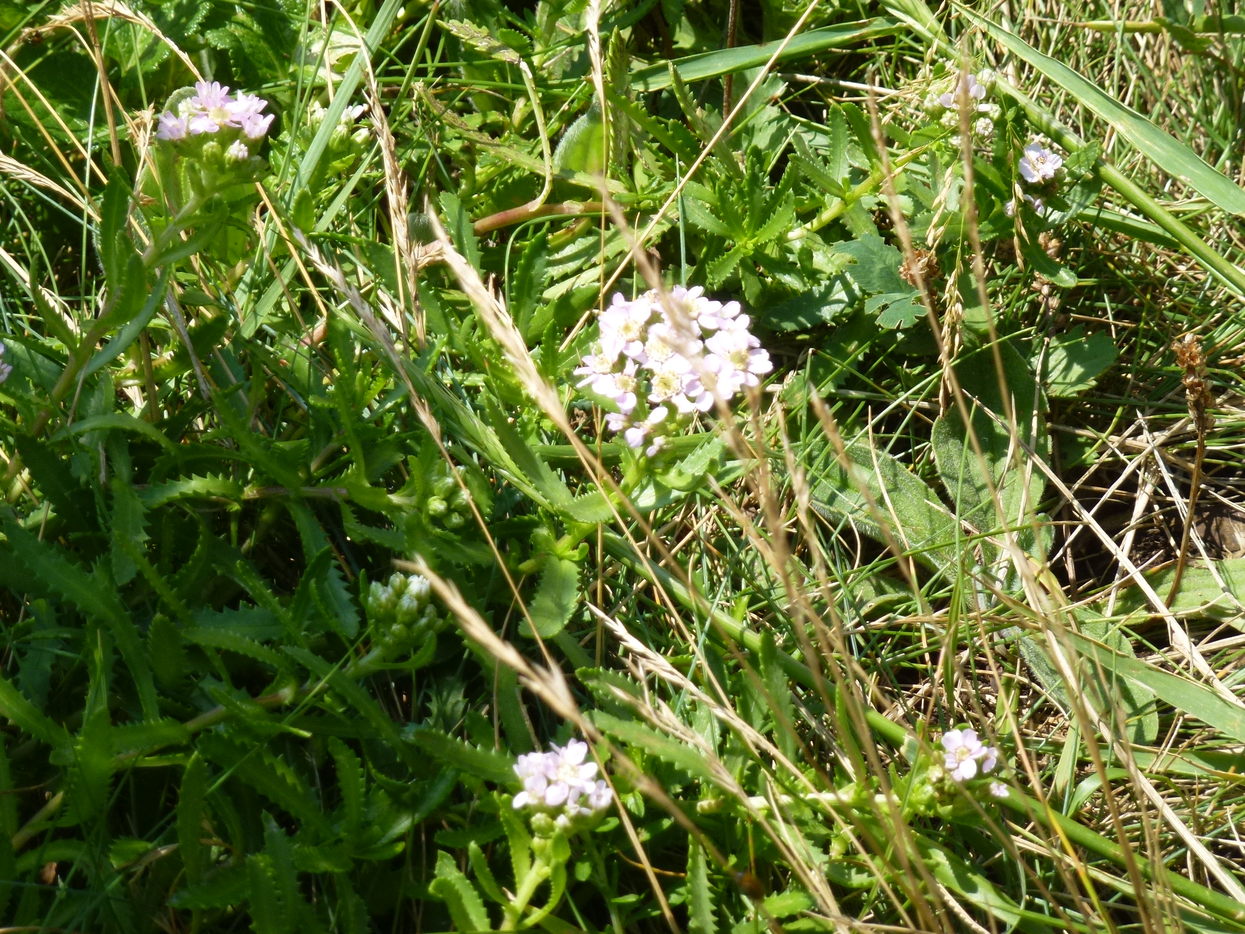 P1110952.JPG