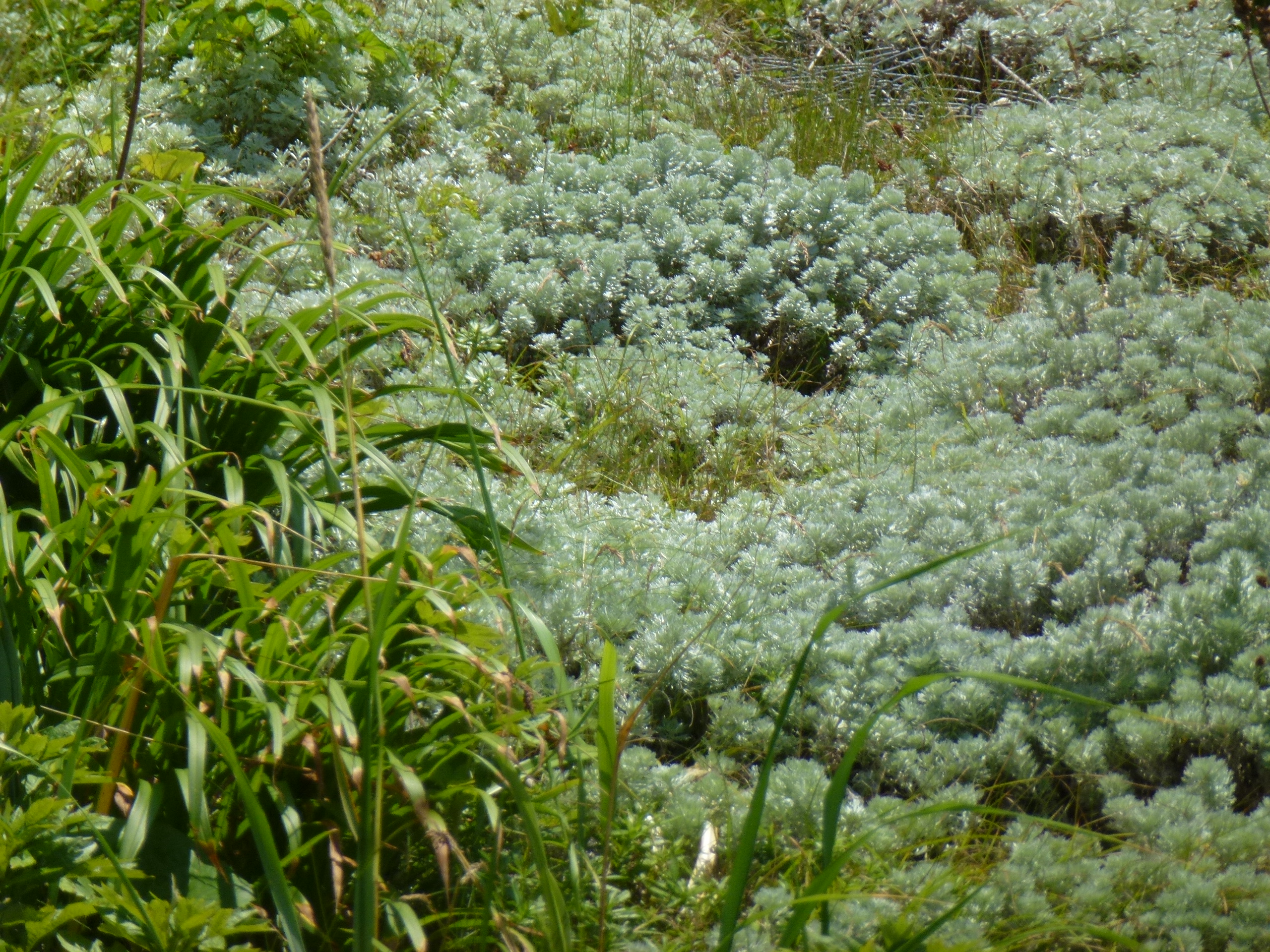 P1110954.JPG