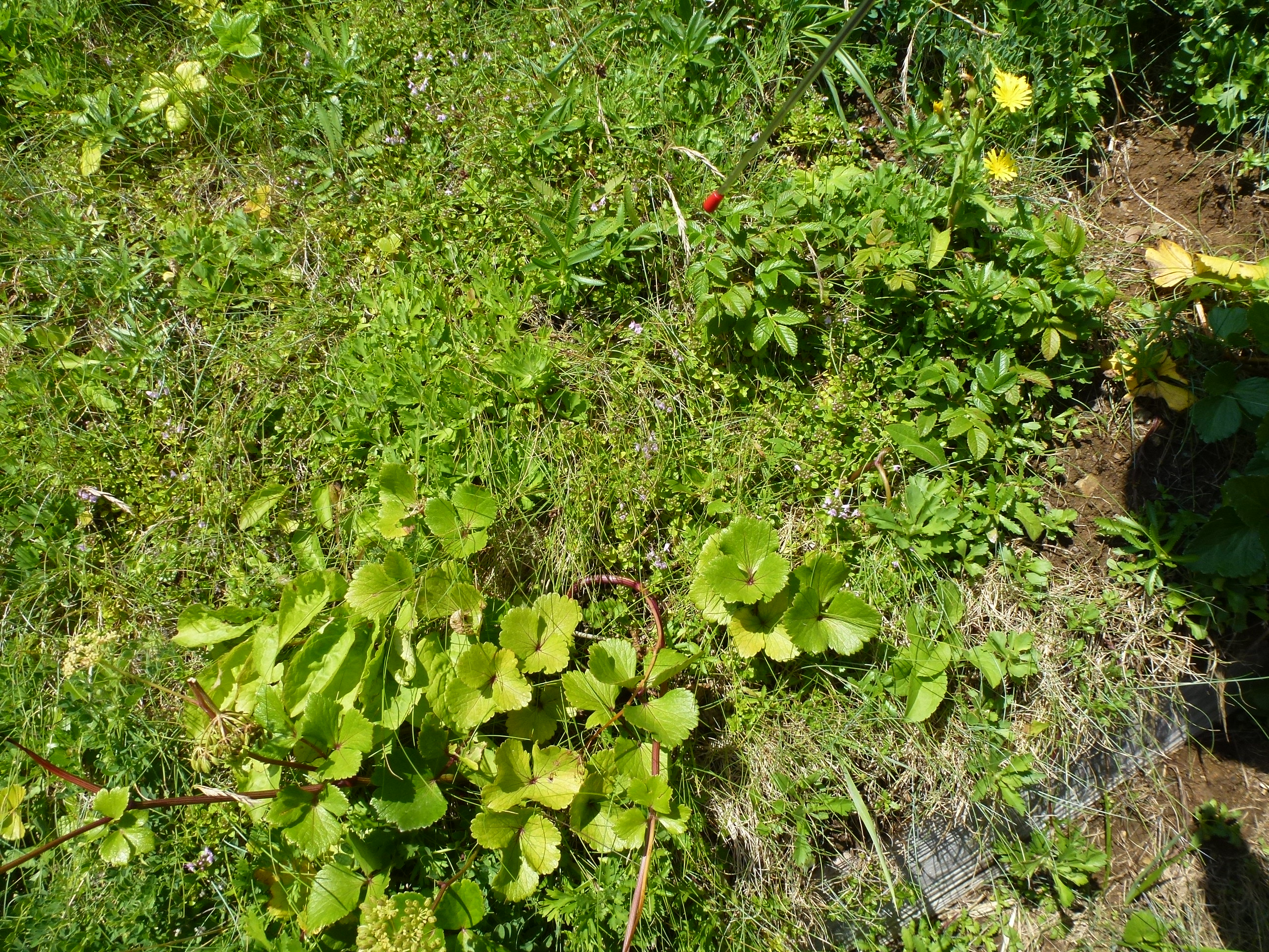 P1110958.JPG