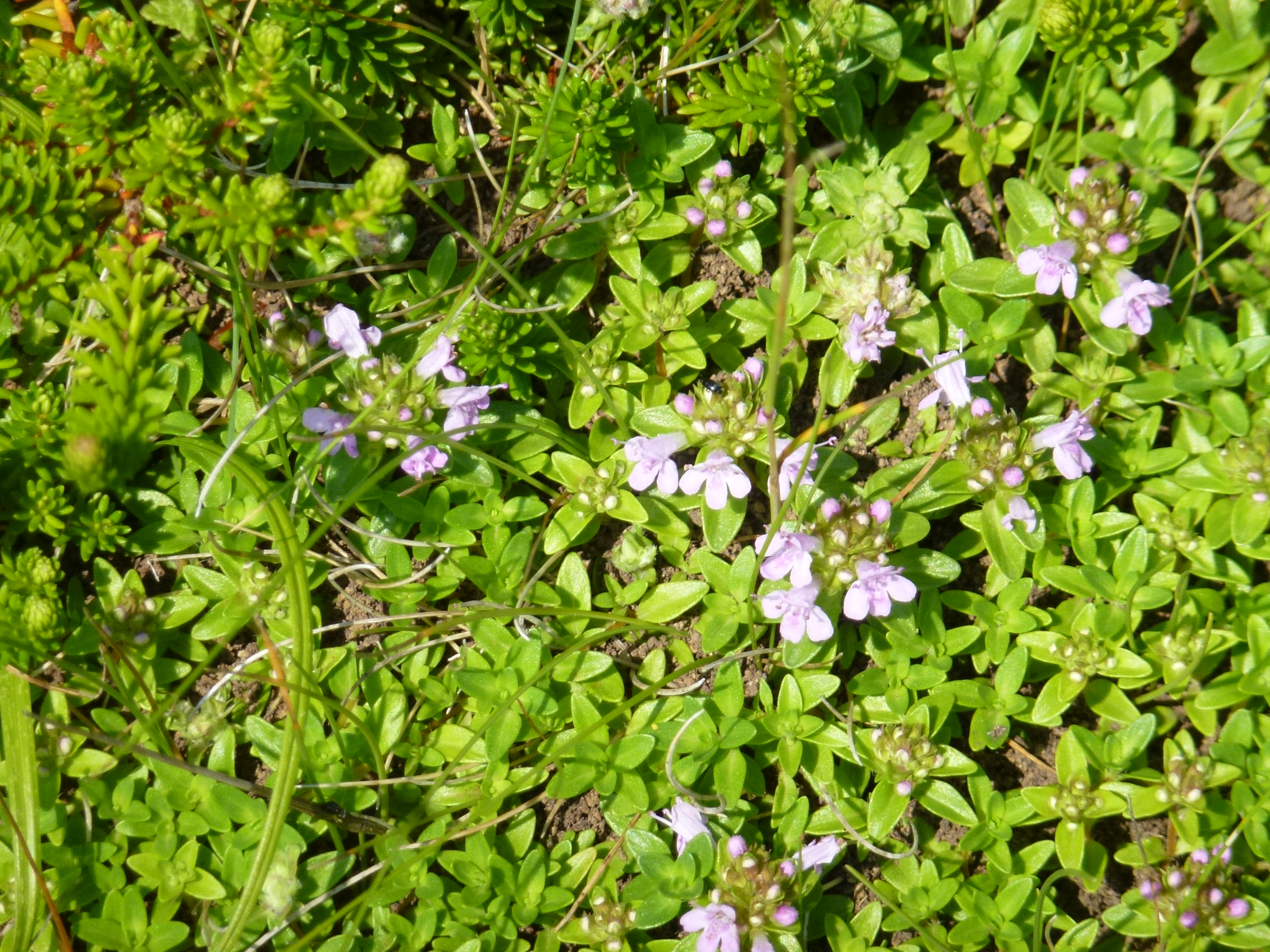 P1120123.JPG