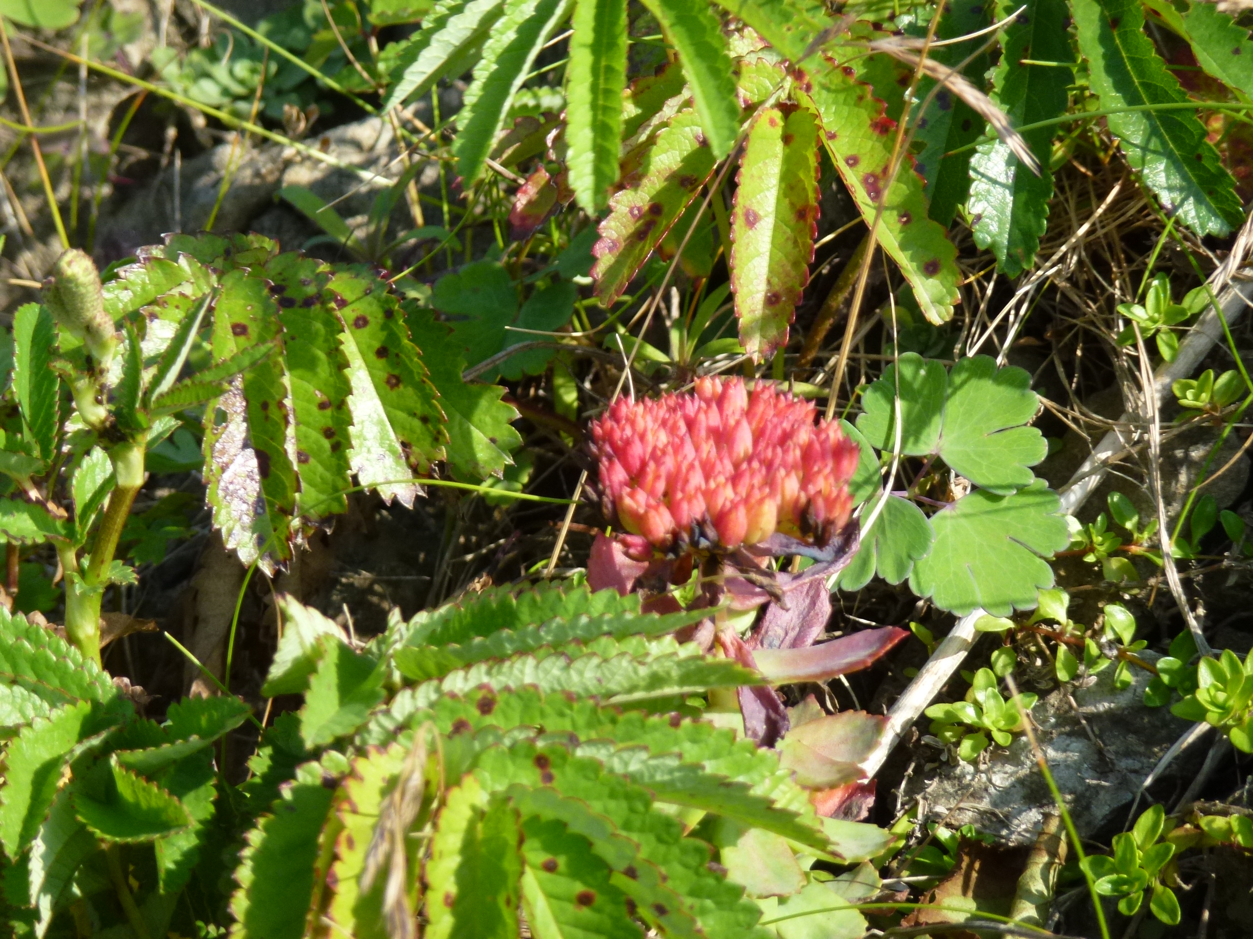 P1120131.JPG