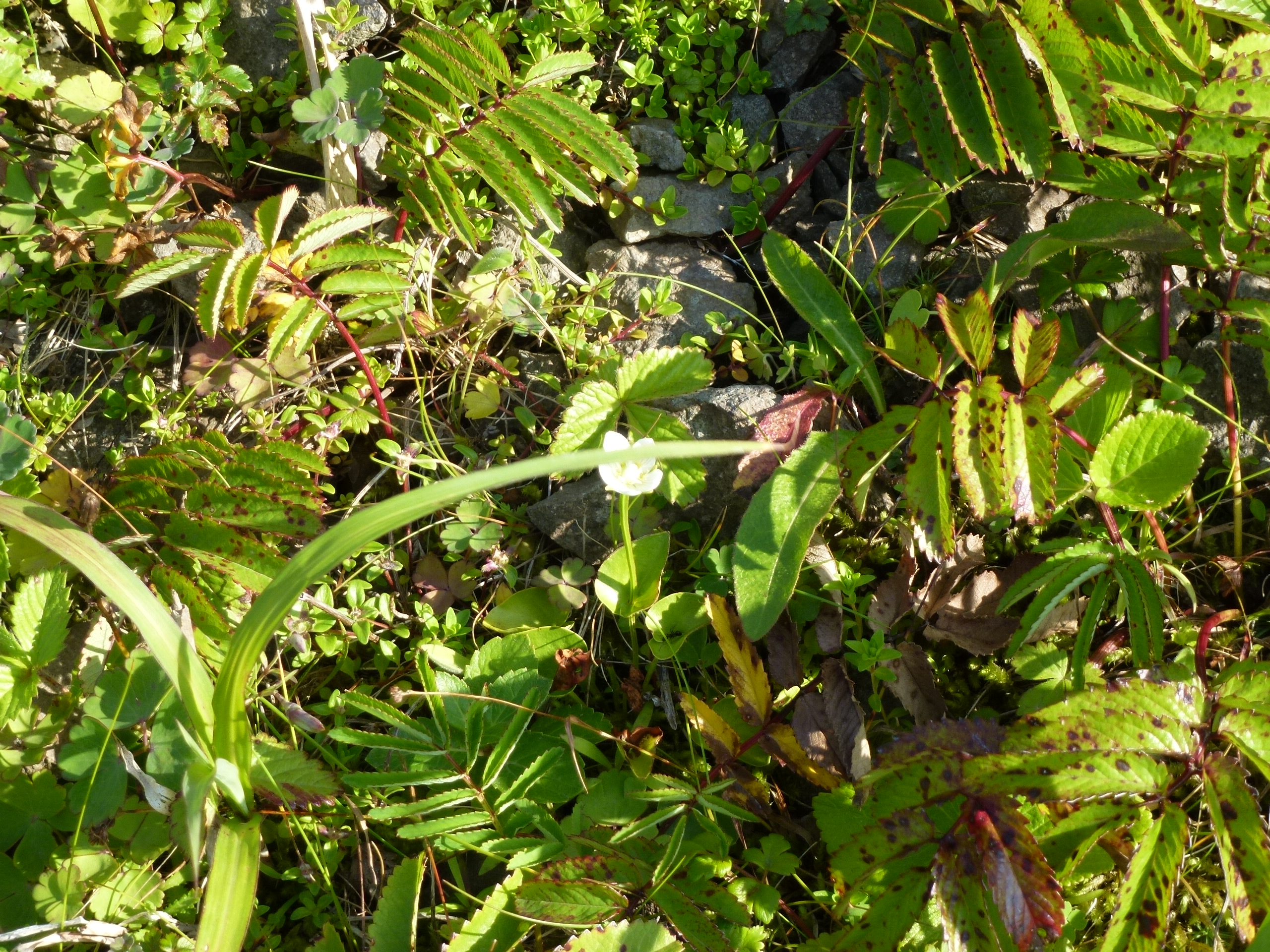 P1120132.JPG