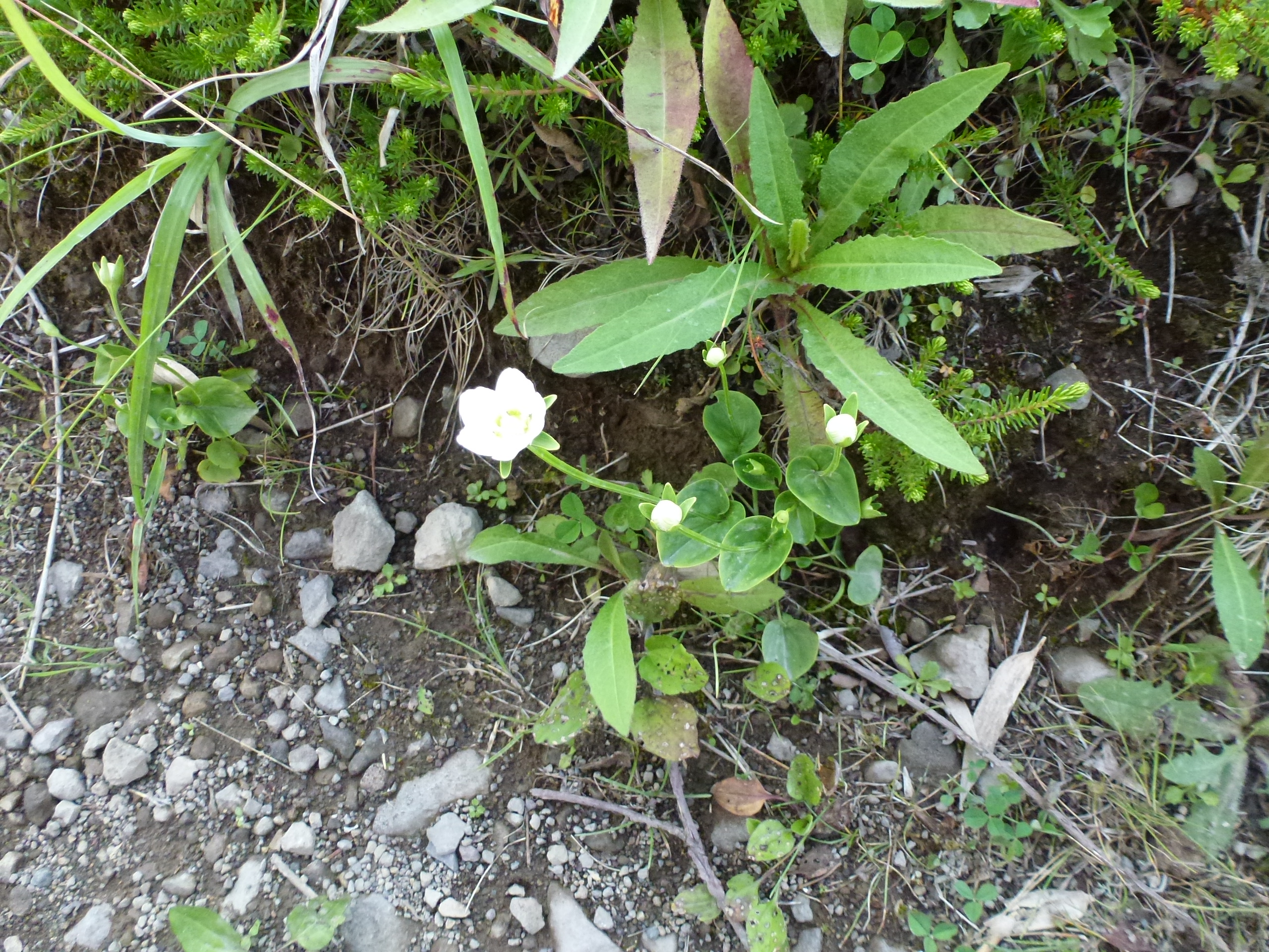 P1120134.JPG