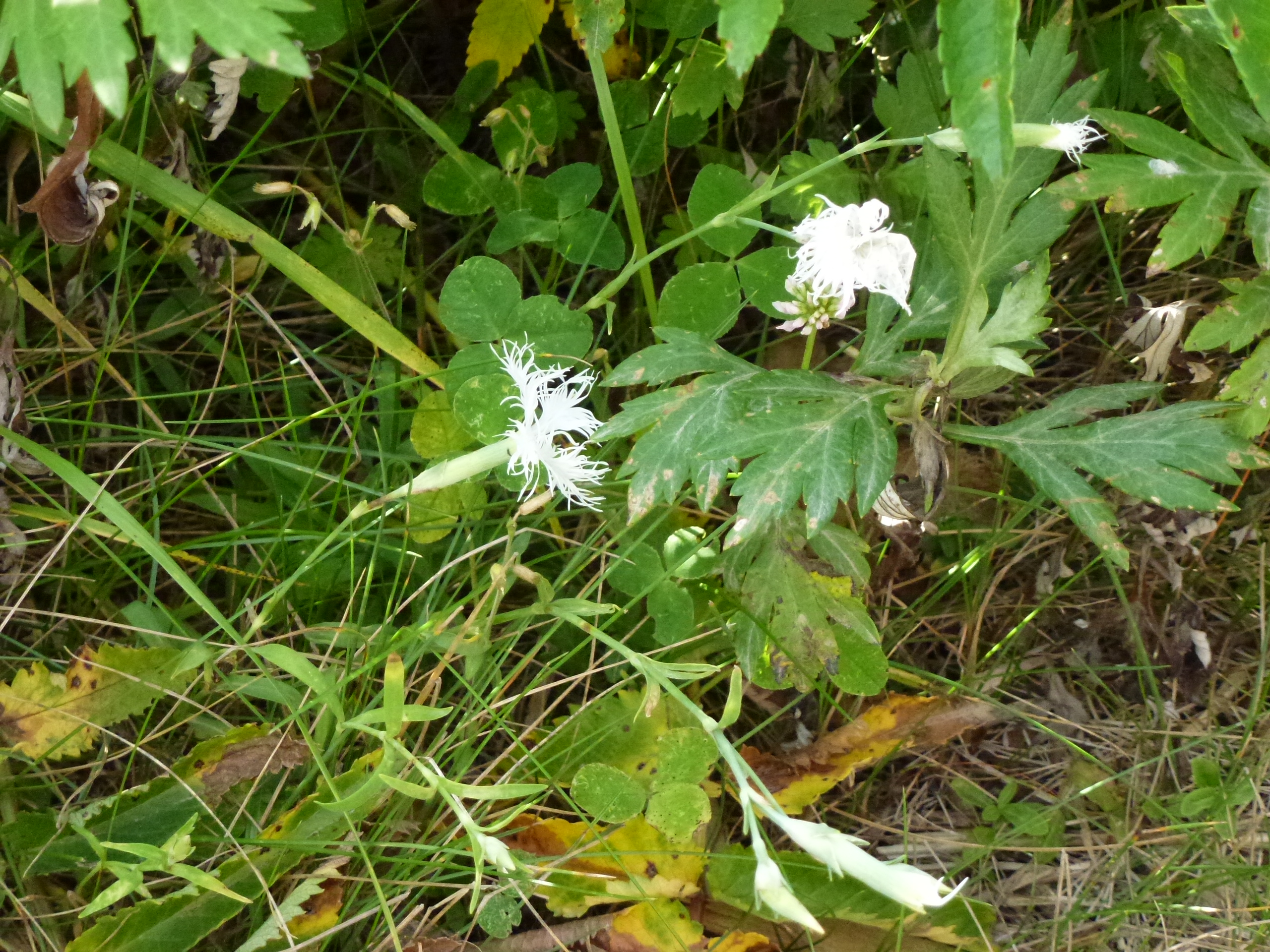 P1120136.JPG