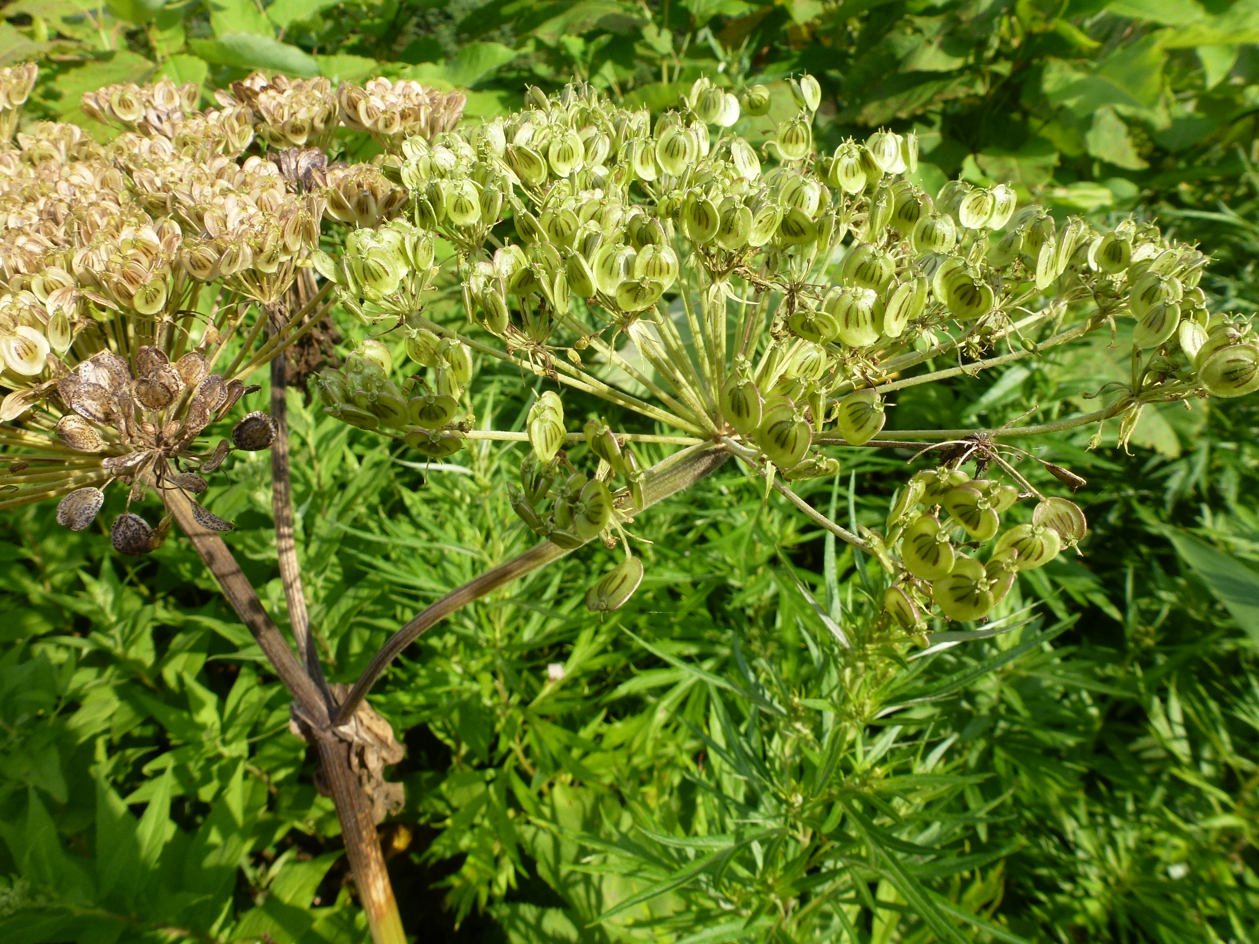 P1120144.JPG