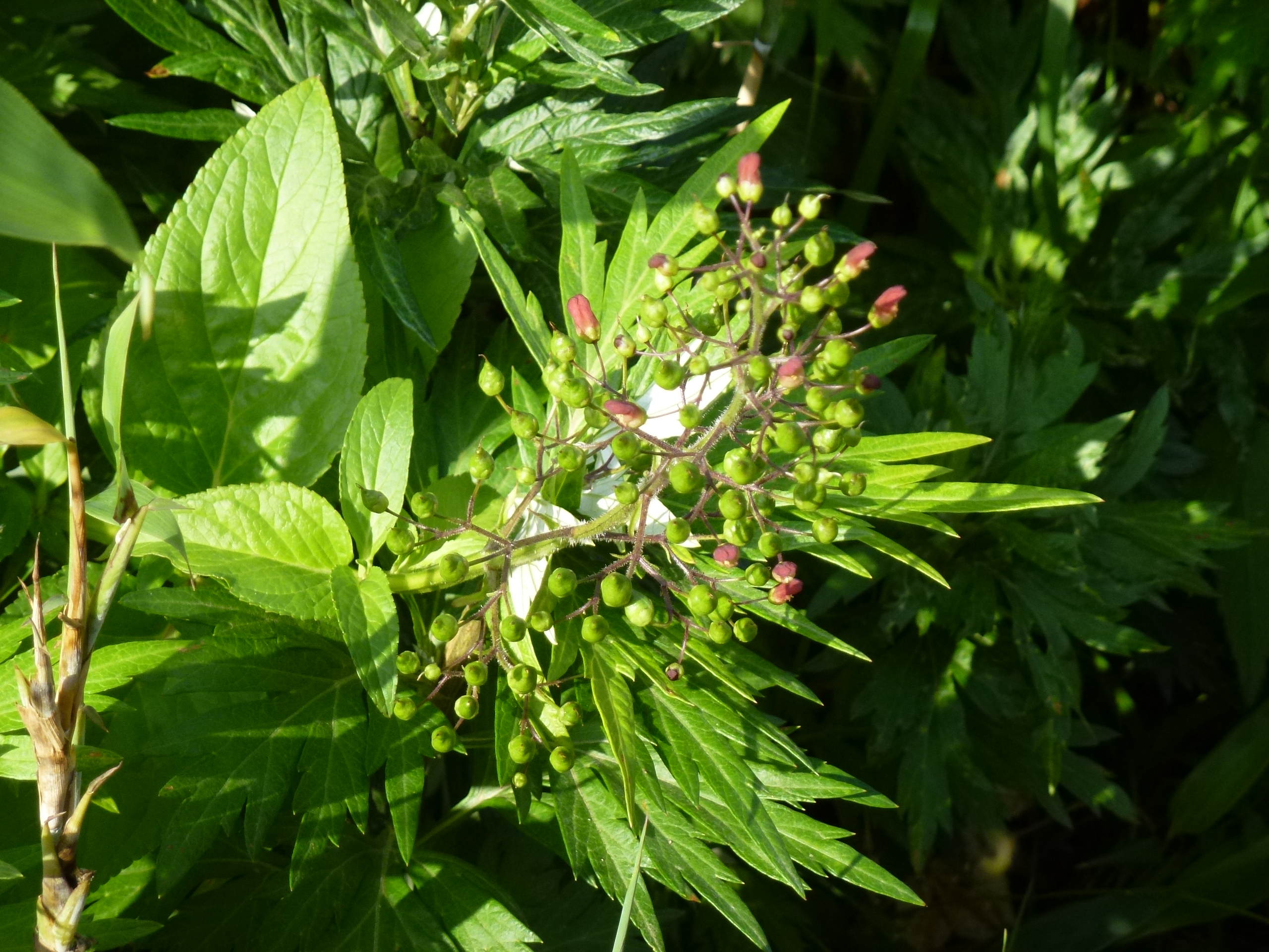 P1120148.JPG