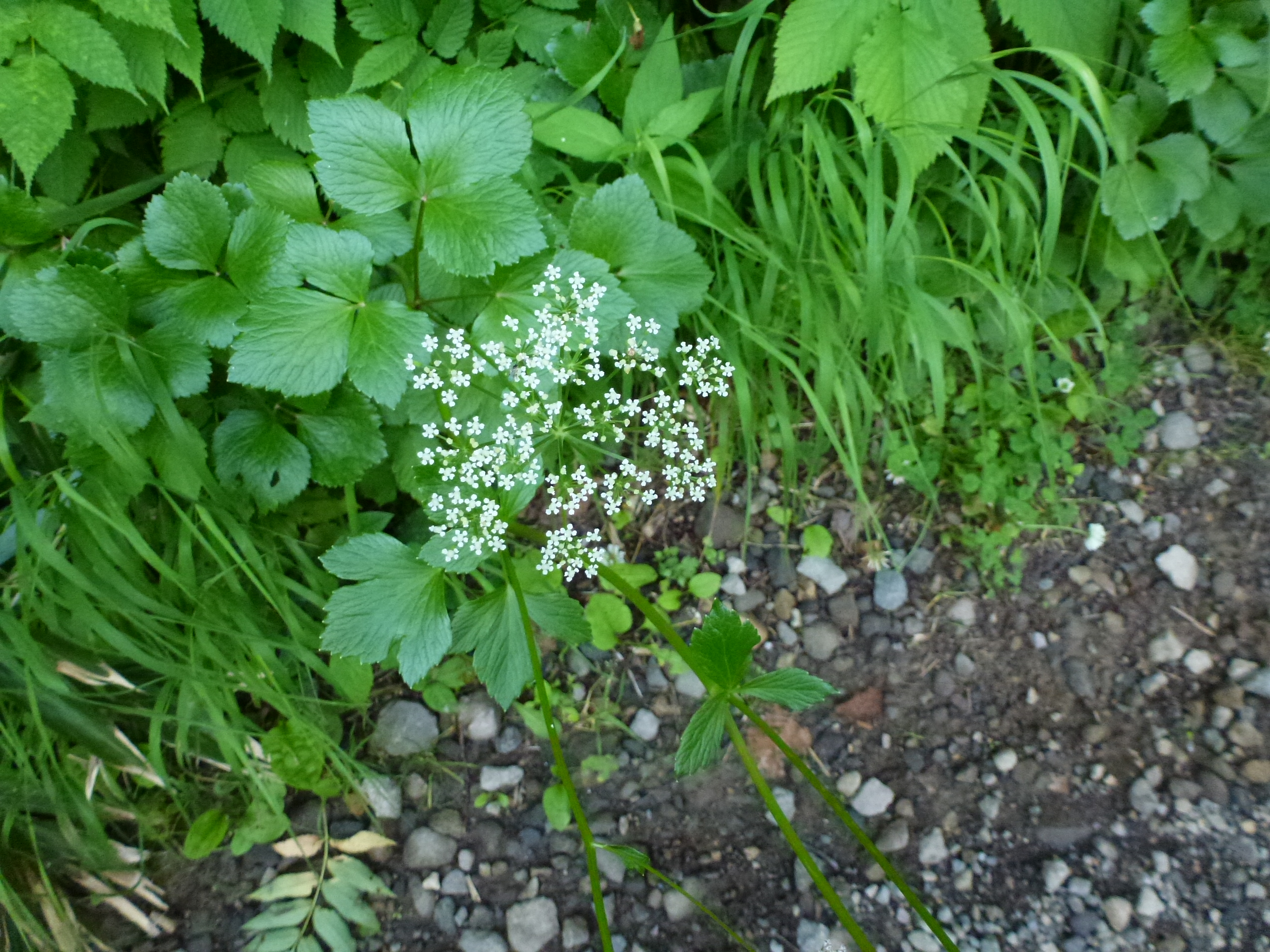 P1120150.JPG