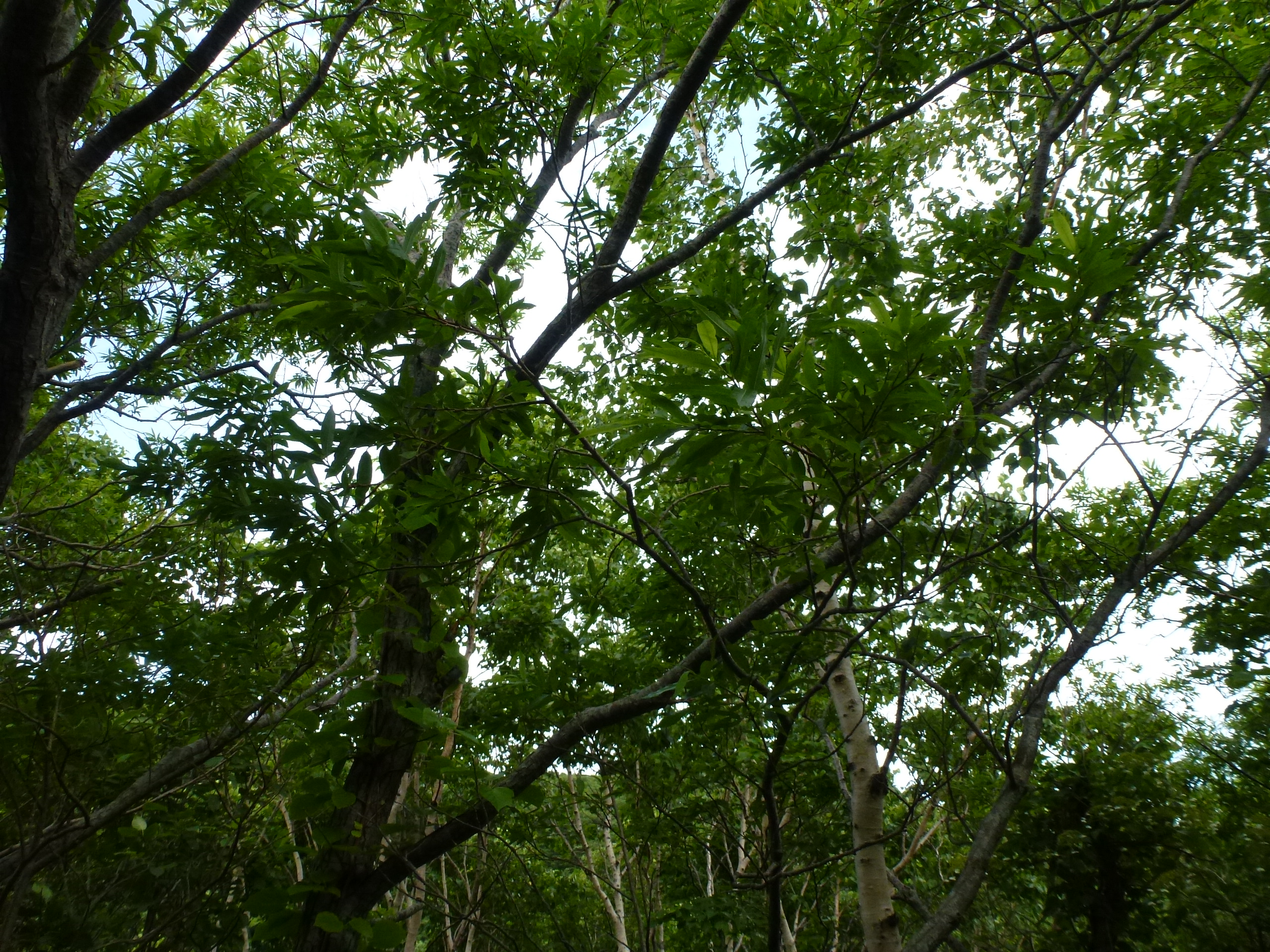 P1120152.JPG