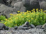 img0018.jpg