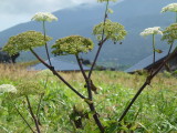 img0020.jpg