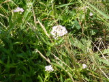 img0054.jpg