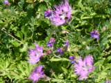 img0059.jpg
