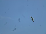 img0074.jpg
