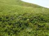 img0106.jpg