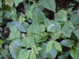 img0152.jpg