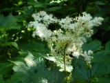 img0155.jpg