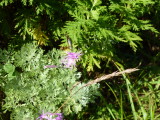 img0157.jpg