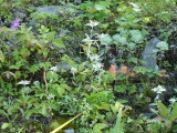 img0161.jpg