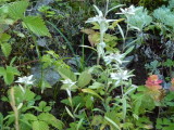 img0162.jpg