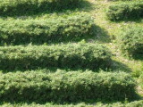 img0164.jpg