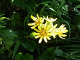 img0169.jpg