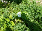 img0171.jpg