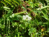 img0177.jpg