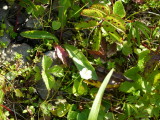 img0201.jpg
