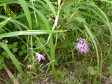img0205.jpg