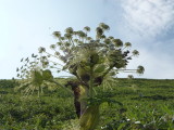 img0208.jpg
