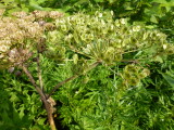 img0211.jpg
