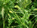 img0212.jpg