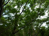 img0217.jpg