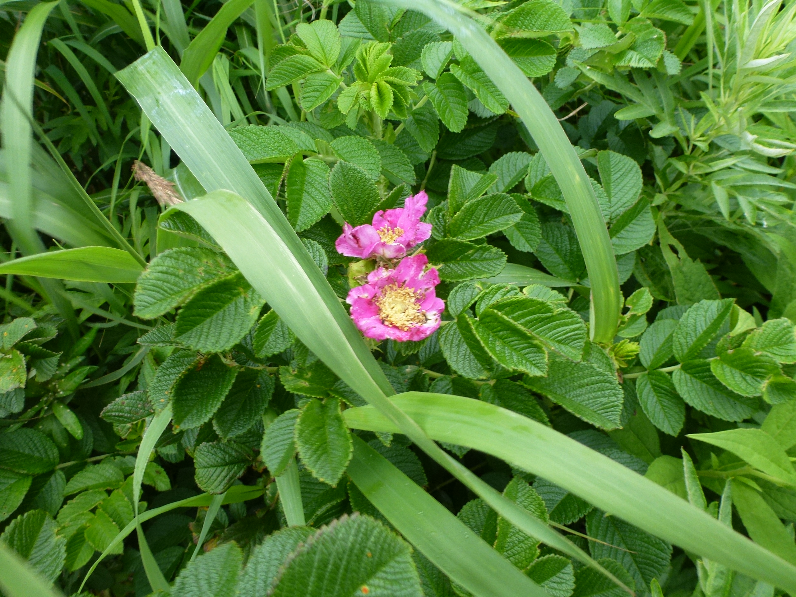 P1120199.JPG