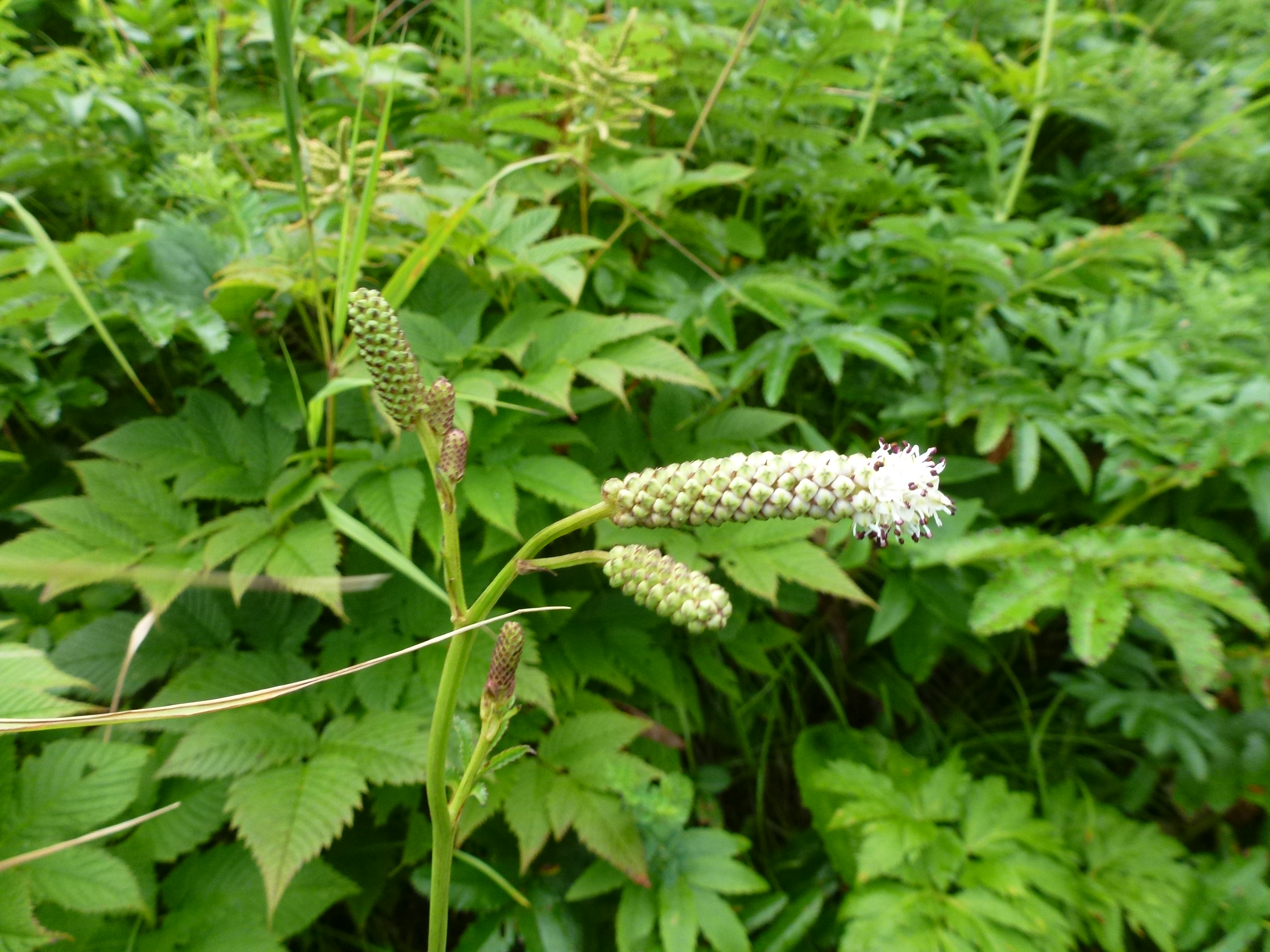 P1120215.JPG