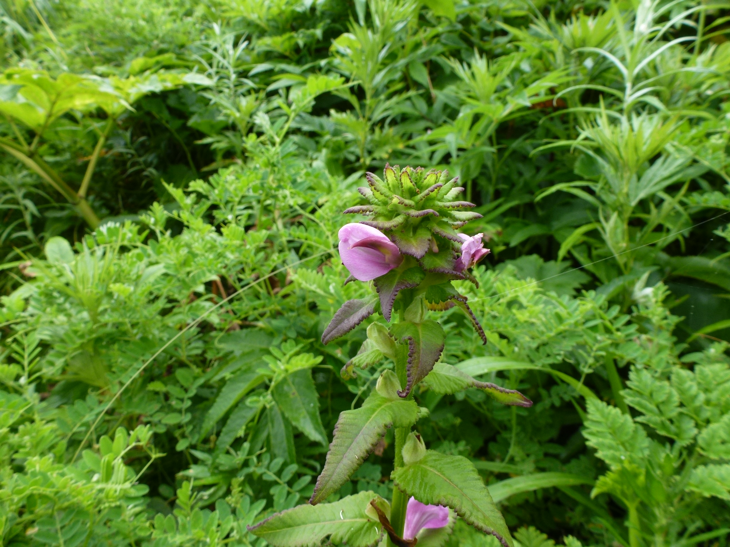 P1120218.JPG