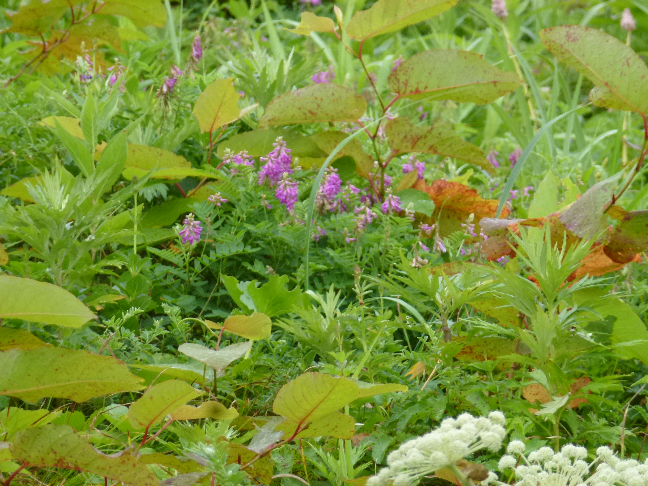 P1120229.JPG